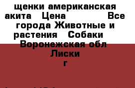 щенки американская акита › Цена ­ 30 000 - Все города Животные и растения » Собаки   . Воронежская обл.,Лиски г.